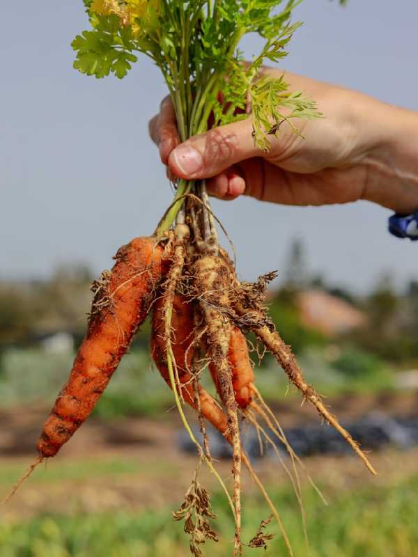 মুলা raddish আমি কৃষক ami krishok agriculture